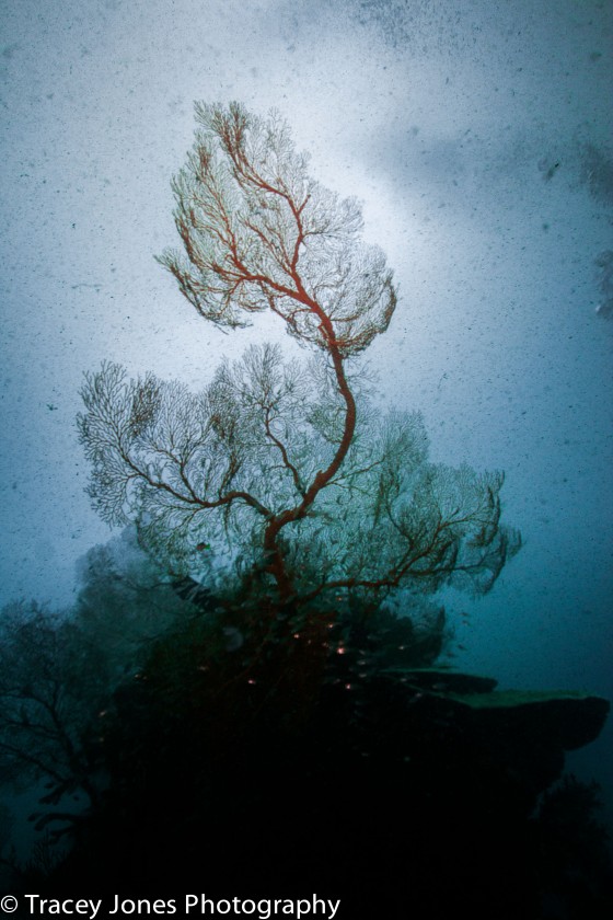 Giant Sea Fan in Bad Visibility